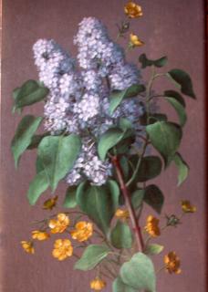 LILACS and yellow blossoms
