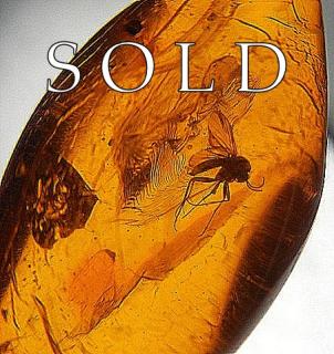 Very Fine Complete INSECT IN BALTIC AMBER