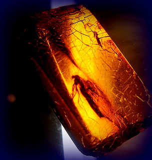FLYING INSECT IN BALTIC AMBER